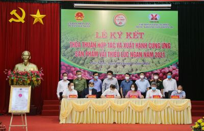 TKV hỗ trợ tiêu thụ gần 200 tấn vải thiều cho nông dân Bắc Giang